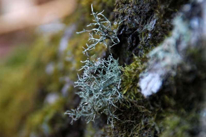Lichens forestiers 3.3.2013 014